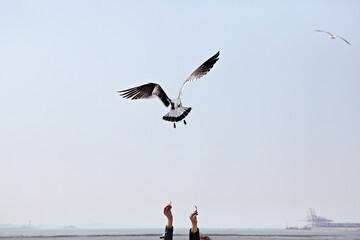 한국에사는바다갈매기입니다
