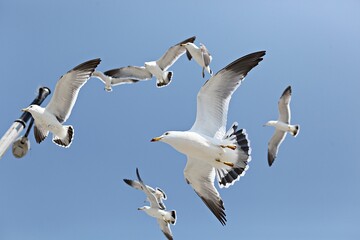 한국에사는바다갈매기입니다