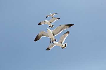 한국에사는바다갈매기입니다