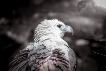 white tailed eagle