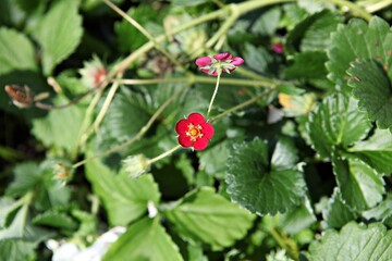 한국의작물딸기모종입니다