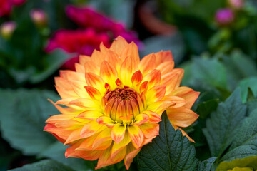 Bright blooming orange dahlias for sale in flower market