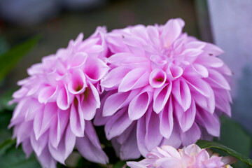 Obraz premium Big blooming purple chrysanthemums for sale in the flower market