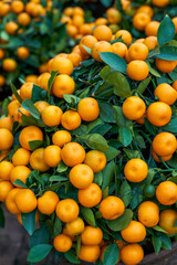 Chinese New Year citrus trees for sale in the flower market