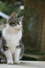 Naklejka na ściany i meble 京都 伏見稲荷大社にある森で穏やかな時間を過ごす子猫