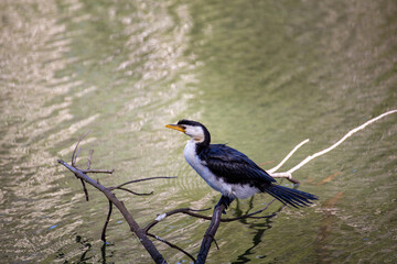 Pied Cormorant Resting Resting on Dead Tree Over Water Isolated