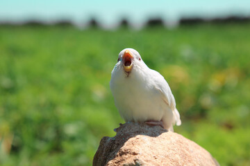 White parrot on stone - close up of a white parrot - White Parrot Bird