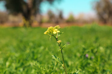 A close-up shot of a yellow flower grown in the field - Landscape - backgrond