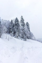 Naklejka premium Winter mountain forest, snow-covered trees, panoramic views on the edge of the cliff, snow caps on the branches of the forest.