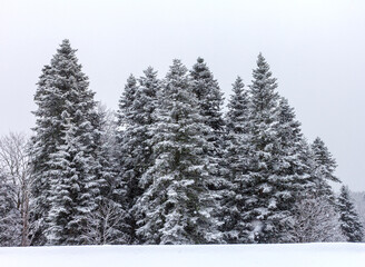 Winter mountain forest, snow-covered trees, panoramic views on the edge of the cliff, snow caps on...