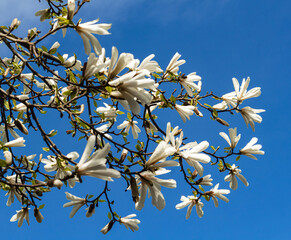Magnolia flowers against blue sky background during spring in Canada.