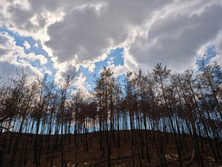 burnt trees and sky background