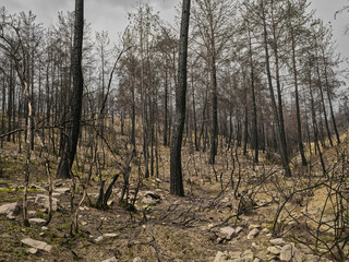 burnt trees in the forest