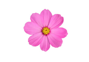 isolated pink and purple cosmos flower with clipping paths.	