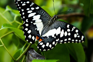 Black butterfly sitting on a green leaf