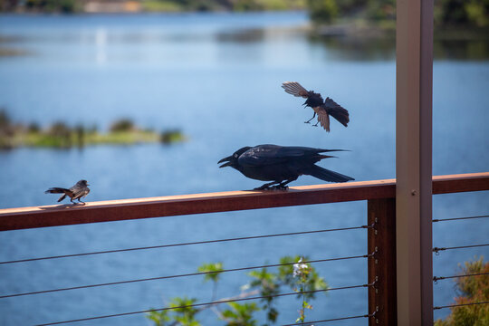 Two Willie Wagtail Birds Attacking Large Raven Crow