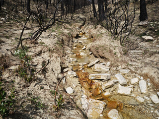 burnt trees in the forest