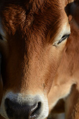 Close up portrait of a cow