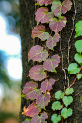 leaves on a tree