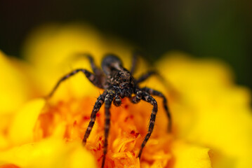 spider on a yellow flower