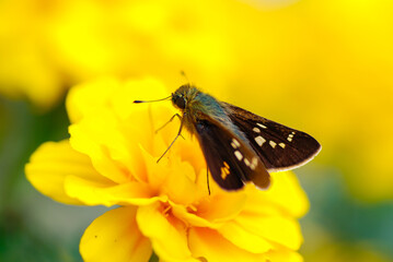 butterfly on yellow flower
