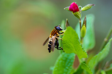 hoverfly on a flower