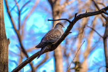 pigeon on a tree