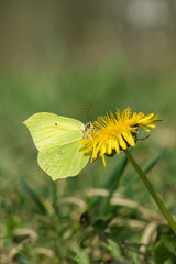 Common brimstone butterfly (Gonepteryx rhamni) feeds nectar on a dandelion blossom.