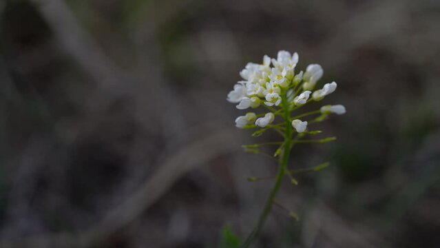 Alpine Pennycress in slight breeze (Thlaspi caerulescens) - (4K)