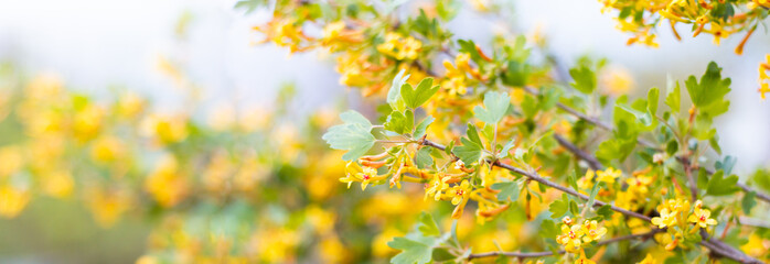 White flowers on trees with copy space. Branches of a blossoming tree, pure natural spring background