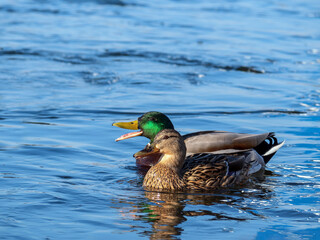 Pair of mallard ducks (male and female) are swimming together in a river.