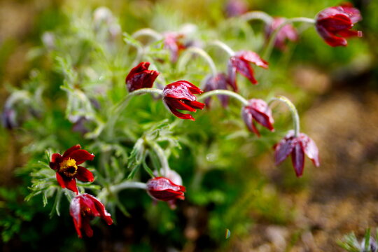 オキナソウ の画像 19 件の Stock 写真 ベクターおよびビデオ Adobe Stock
