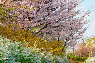 벚꽃, 봄, 사쿠라, 벚나무