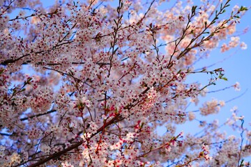 벚꽃, 봄, 사쿠라, 벚나무