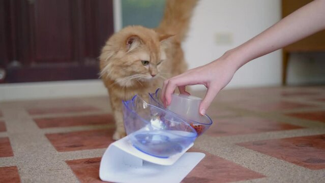 A girl hand pours food to a Persian cat in a food bowl.