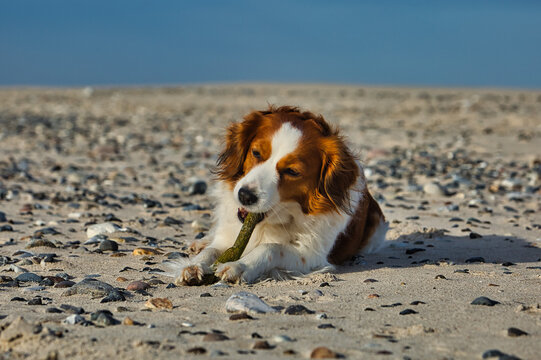 Cute Kooikerhondje dog laying relaxed on a gravel beach