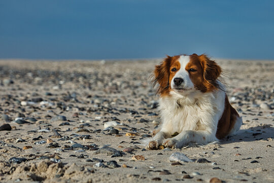 Cute Kooikerhondje dog laying relaxed on a gravel beach