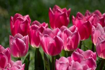 Obraz premium field of pink tulips