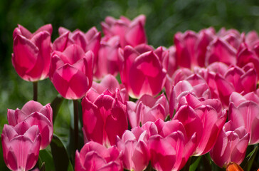 field of pink tulips