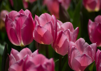 Fototapeta premium pink tulips in the garden
