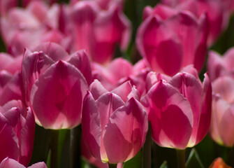 Naklejka premium pink and white tulips