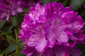 Spring or summer flower composition, still life, minimal style background. Rododendron blossom