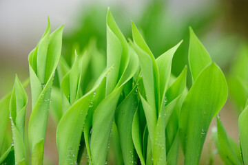 Obraz premium 雨の雫が滴る鈴蘭の芽生え