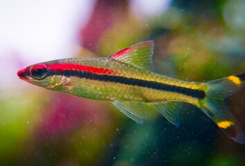 roseline barb, Puntius denisonii