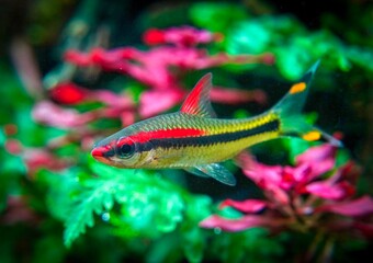 roseline barb, Puntius denisonii