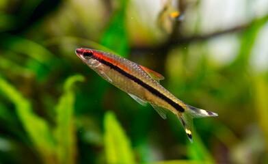 roseline barb, Puntius denisonii