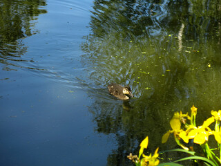 ducks swim in summer in a rural pond in sunny weather