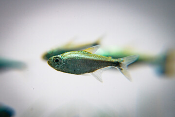 Golden Tetra, Gold Tetra, Hemigrammus rodwayi