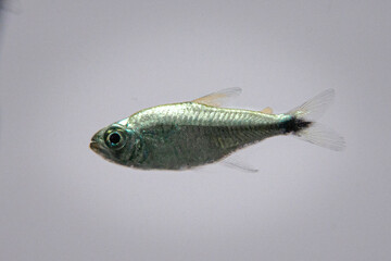 Golden Tetra, Gold Tetra, Hemigrammus rodwayi