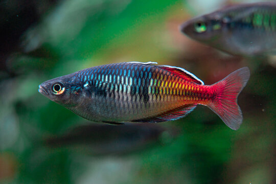 Boesemani rainbowfish, Melanotaeniidae